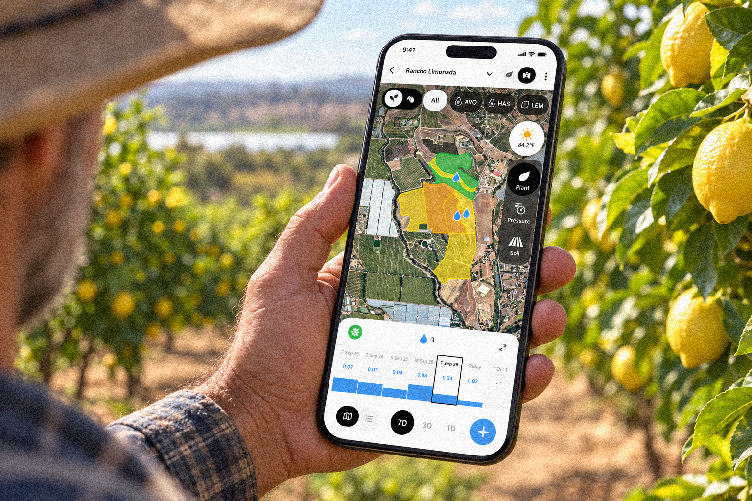 Grower checking Phytech on his phone in a lemon orchard