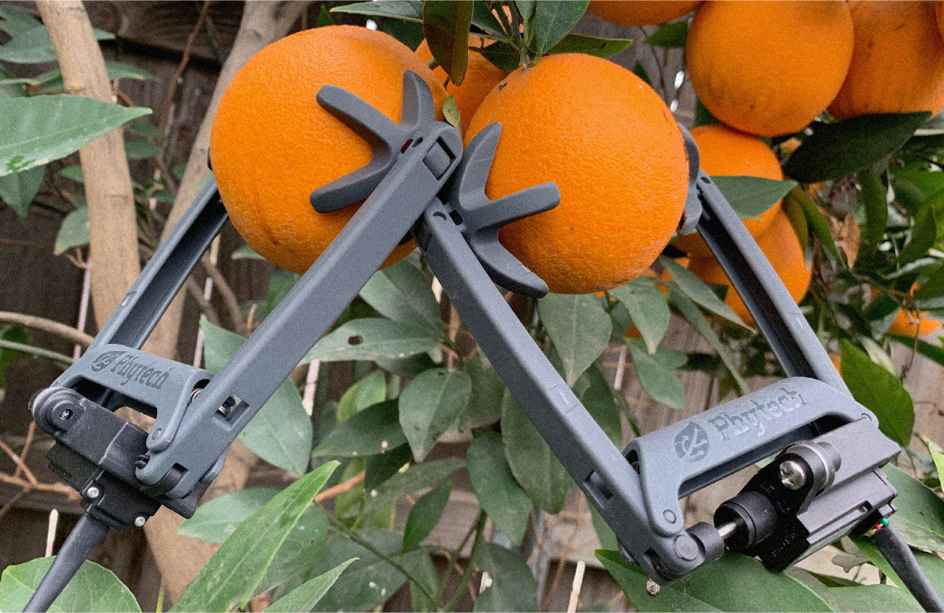 Phytech dendrometer sensor clamped to an orange tree branch